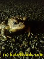 /home//u458753944/public_html/sourcegallery/////////////////////////////Roxborough Toad Detour/2023/2023-03-23/P3230633.JPG